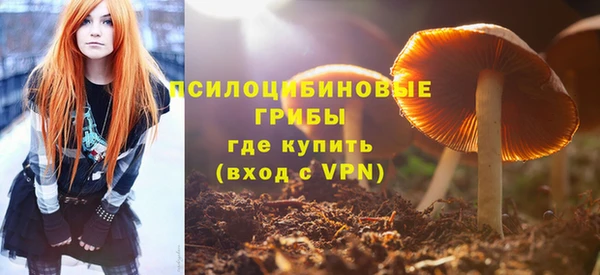 прущие грибы Чита